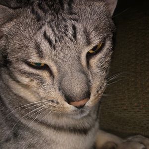 Meet your Posher, Stella